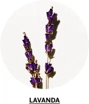 Lavanda